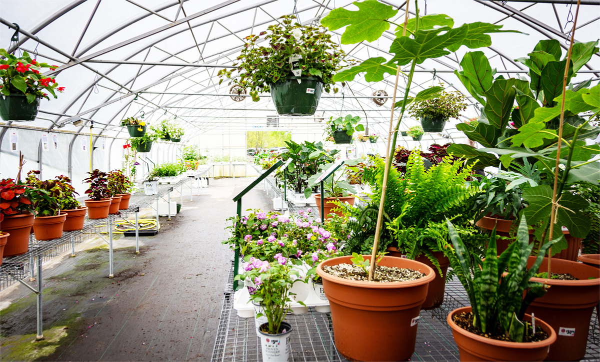 plants in greenhouse